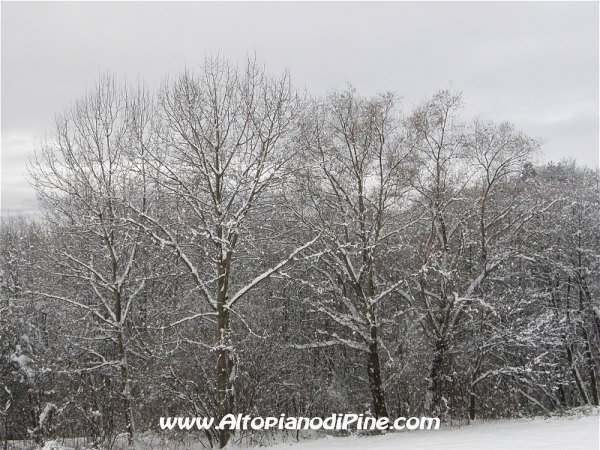 Alberi vestiti di neve