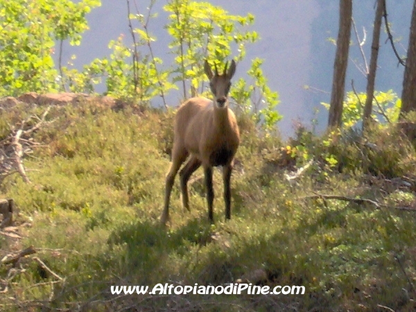 Capriolo