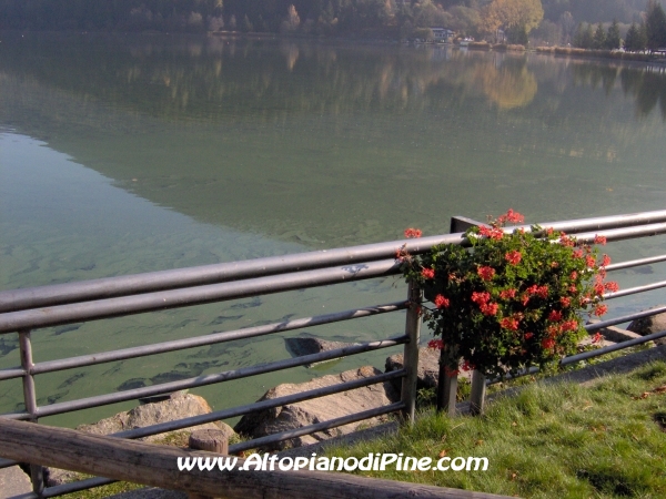 Lago della Serraia - la mucillagine verde