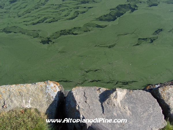 Lago della Serraia - primo piano della melma verde