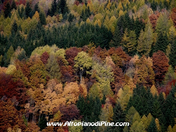 Bosco nei pressi di Bedollo in Autunno