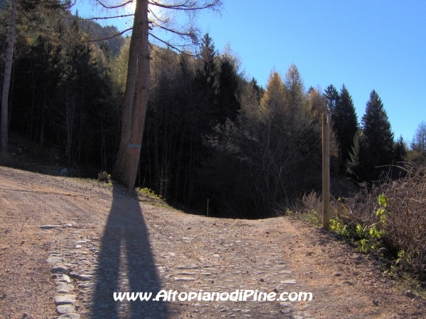 Strada bosco Campolongo-Miola [fotopercorsi/strada_campolongomiola14.jpg]