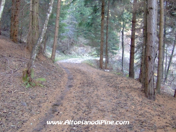 Strada bosco Campolongo-Miola [fotopercorsi/strada_campolongomiola17.jpg]