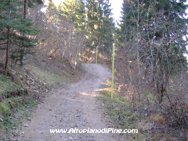 Strada bosco Campolongo-Miola [fotopercorsi/strada_campolongomiola18.jpg]
