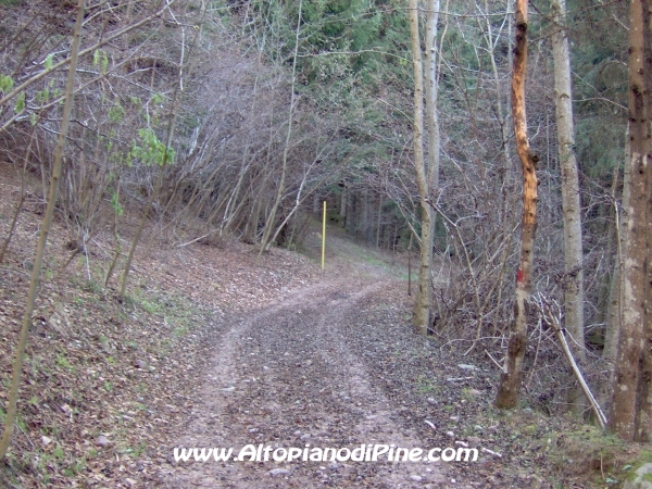 Strada bosco Campolongo-Miola [fotopercorsi/strada_campolongomiola19.jpg]