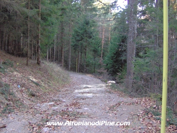 Strada bosco Campolongo-Miola [fotopercorsi/strada_campolongomiola21.jpg]
