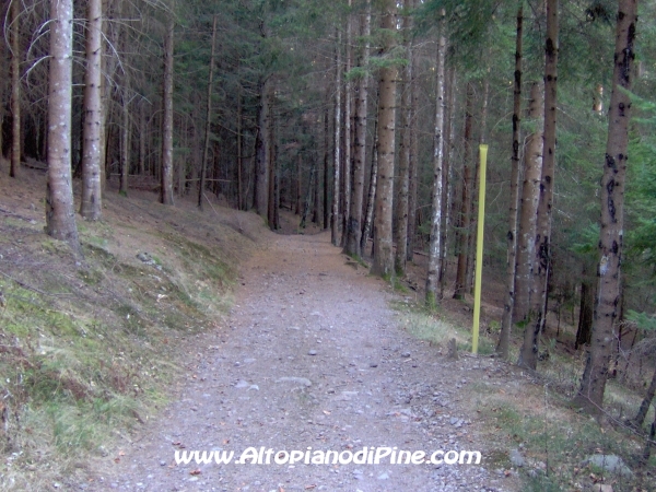 Strada bosco Campolongo-Miola [fotopercorsi/strada_campolongomiola22.jpg]