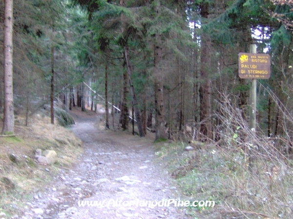 Strada bosco Campolongo-Miola [fotopercorsi/strada_campolongomiola23.jpg]