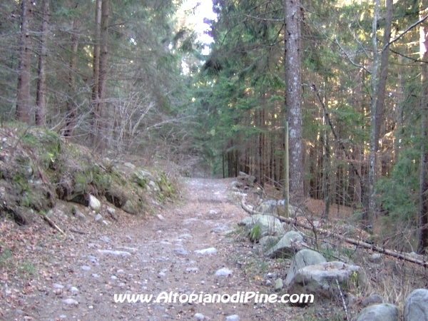 Strada bosco Campolongo-Miola [fotopercorsi/strada_campolongomiola24.jpg]