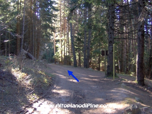 Strada bosco Campolongo-Miola [fotopercorsi/strada_campolongomiola25.jpg]