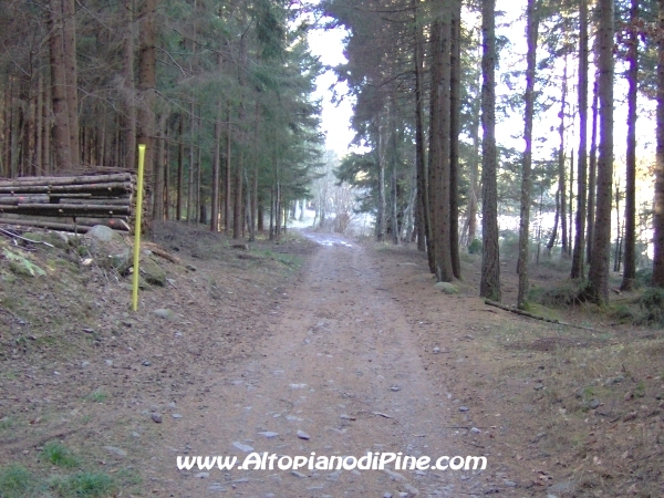 Strada bosco Campolongo-Miola [fotopercorsi/strada_campolongomiola26.jpg]