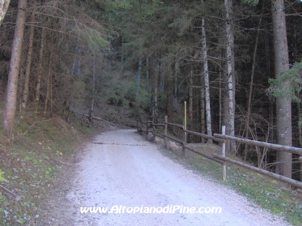Strada bosco Campolongo-Miola [fotopercorsi/strada_campolongomiola6.jpg]
