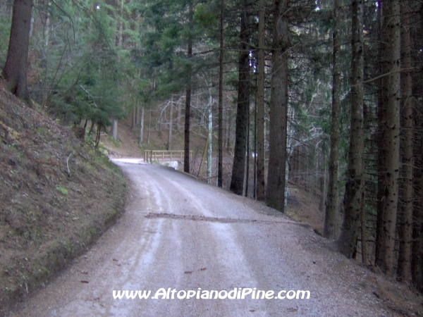 Strada bosco Campolongo-Miola [fotopercorsi/strada_campolongomiola7.jpg]