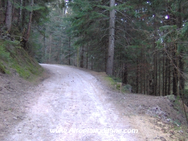 Strada bosco Campolongo-Miola [fotopercorsi/strada_campolongomiola8.jpg]