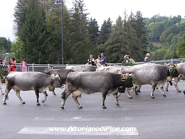 Le vacche alle quali è dedicata questa Desmalgada 2007