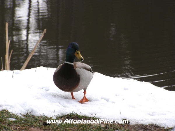 Anatroccola sulla neve al Laghet de le Rane