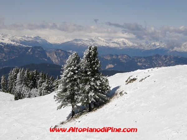 114 Congresso SAT - Alberi innevati 