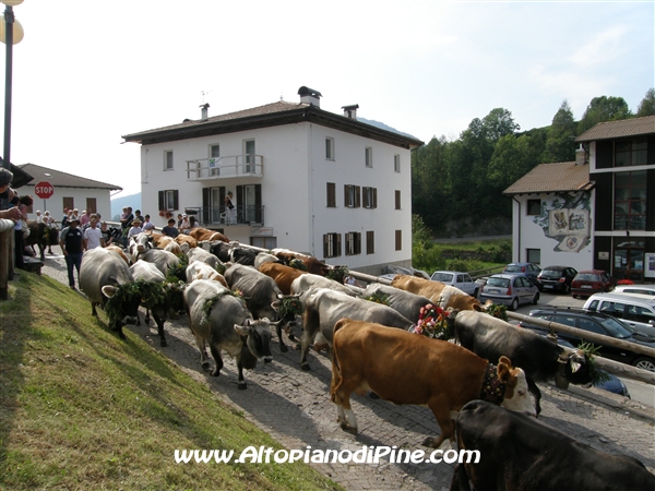Desmalgada 2008