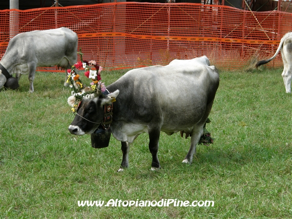 Desmalgada 2008