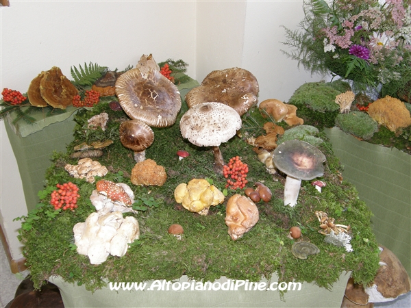 Mostra dei Funghi 2008