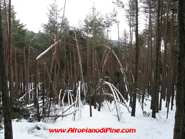 Distrasto nel bosco di Tressilla - inverno 2008/2009