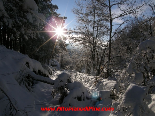 Alberi caduti nel bosco - inverno 2008/2009