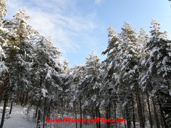 Bosco di Tressilla - inverno 2008/2009
