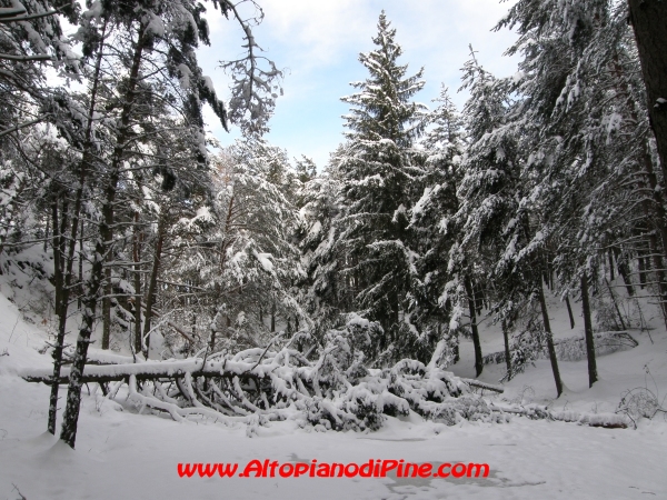 Bosco di Tressilla -inverno 2008/2009