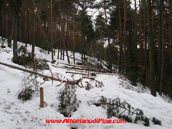 Effetto neve nel bosco di Baselga - inverno 2008/2009