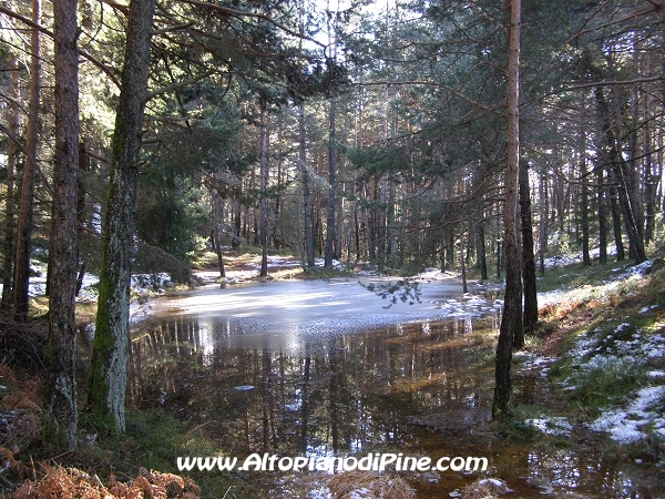 Uno stagno nel bosco di Tressilla