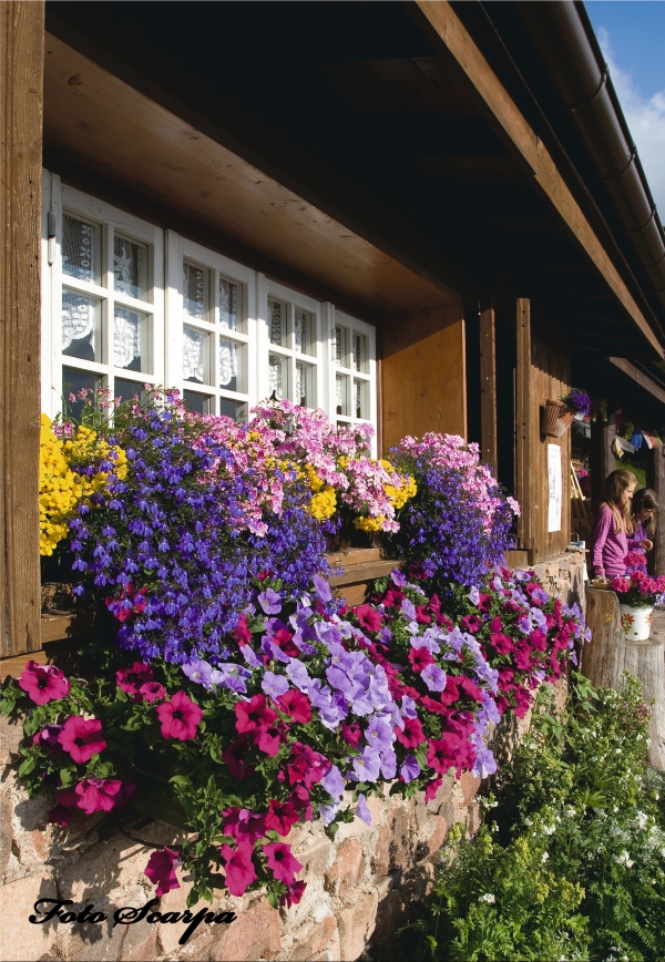 Fiori al Rifugio Tonini - foto Scarpa