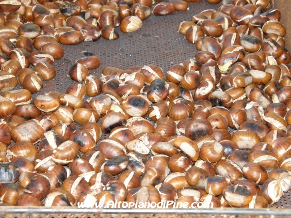 Vigo - le castagne della Castagnata 2009