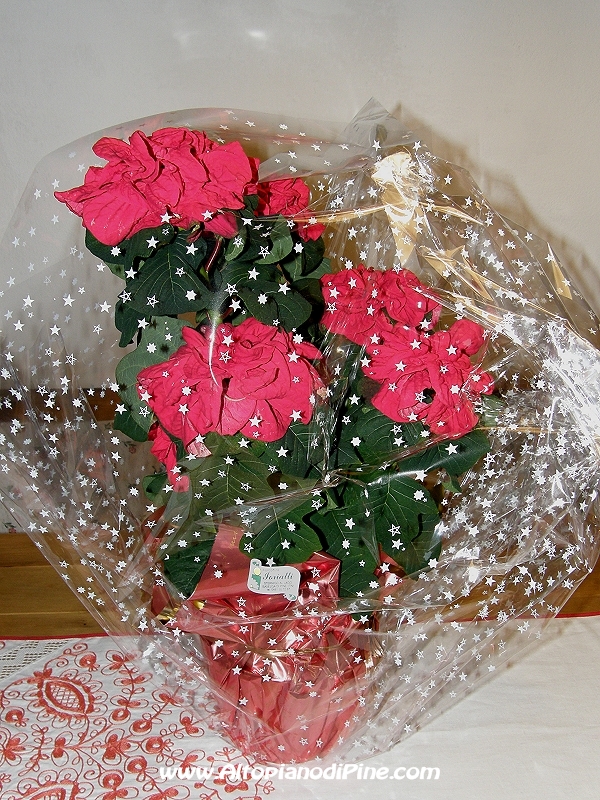 Uno degli omaggi floreali della Floricoltura Ioriatti - Concerto in Serra del coro Abete Rosso - gennaio 2010