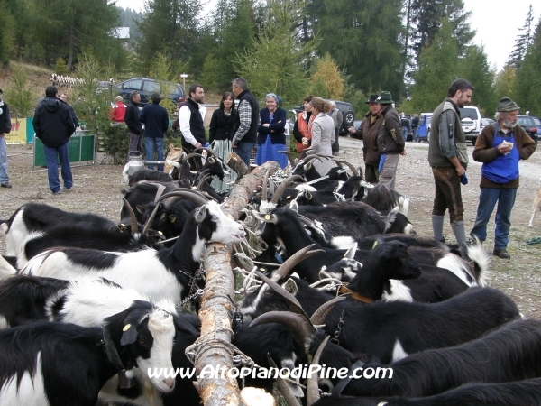 4 esposizione Capra Pezzata Mochena - Fierozzo 2010