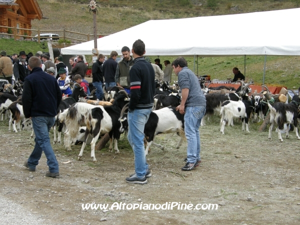 4 esposizione Capra Pezzata Mochena - Fierozzo 2010