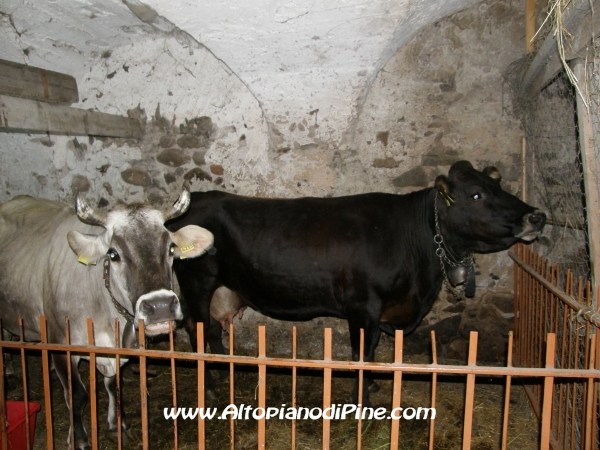 Stalla - Antichi Mestieri ai Fregoloti - Montagnaga Baselga di Piné  2010