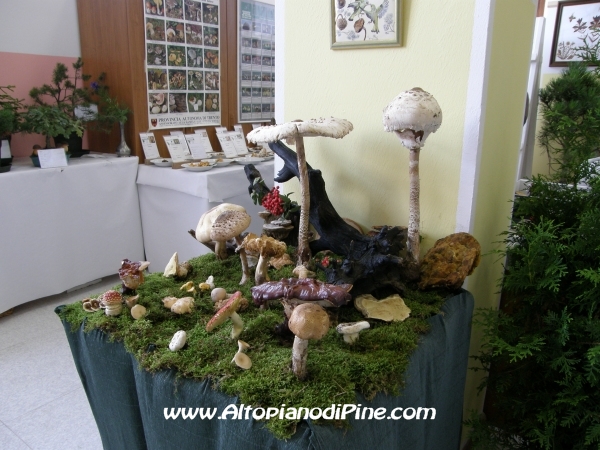 XIII Mostra dei Funghi 2010