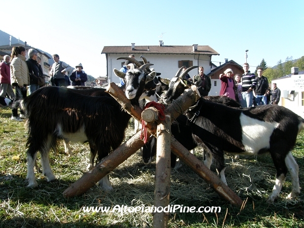 5°  esposizione Capra Pezzata Mochena - Centrale di Bedollo 2011