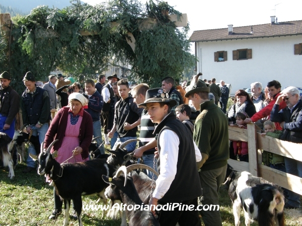 5°  esposizione Capra Pezzata Mochena - Centrale di Bedollo 2011