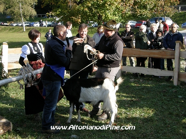 5°  esposizione Capra Pezzata Mochena - Centrale di Bedollo 2011