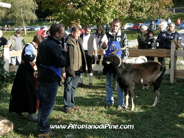 5°  esposizione Capra Pezzata Mochena - Centrale di Bedollo 2011