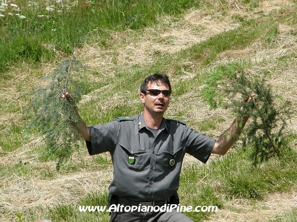 Spiegazioni sui vari tipi di alberi presenti nel bosco - 12 campeggio allievi Vigili del Fuoco Volontari 2012
