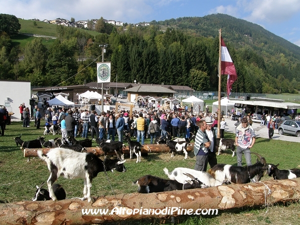 6°  esposizione Capra Pezzata Mochena - Centrale di Bedollo 2012