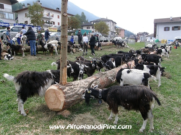 6°  esposizione Capra Pezzata Mochena - Centrale di Bedollo 2012