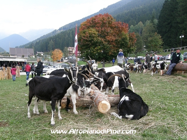 6°  esposizione Capra Pezzata Mochena - Centrale di Bedollo 2012