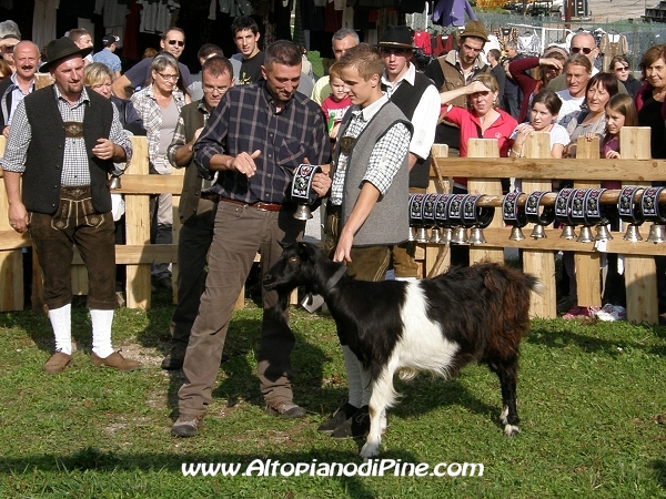 6°  esposizione Capra Pezzata Mochena - Centrale di Bedollo 2012