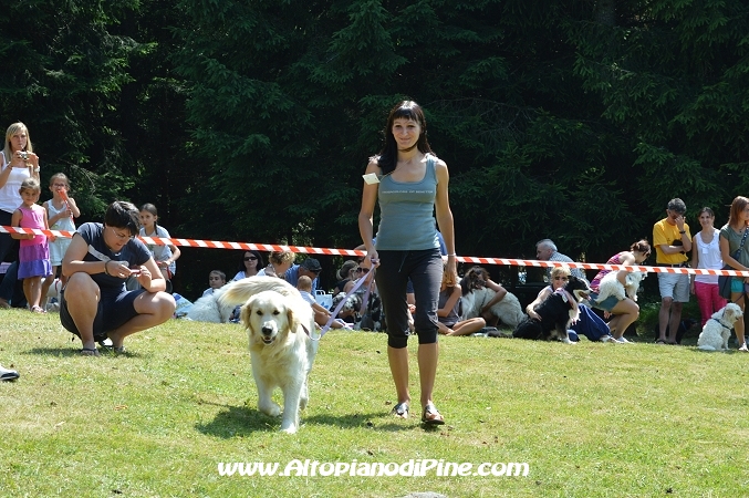 Bau bauuu... che coda - sfilata a 4 zampe 2013 