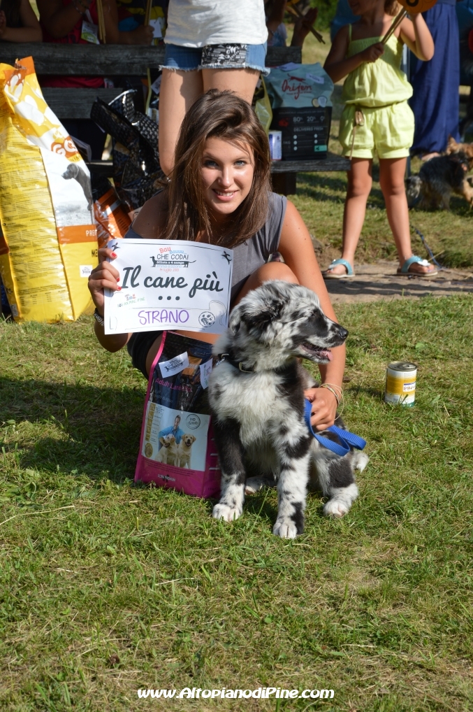 Bau bauuu... che coda - sfilata a 4 zampe 2013 