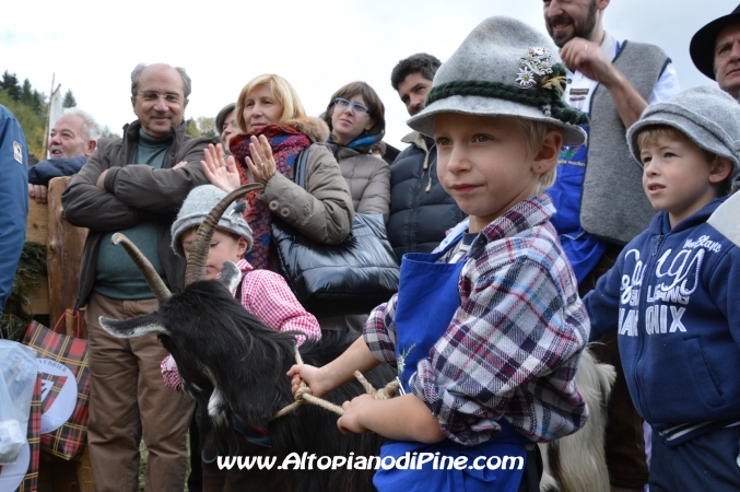 7°  esposizione Capra Pezzata Mochena - Centrale di Bedollo 2013