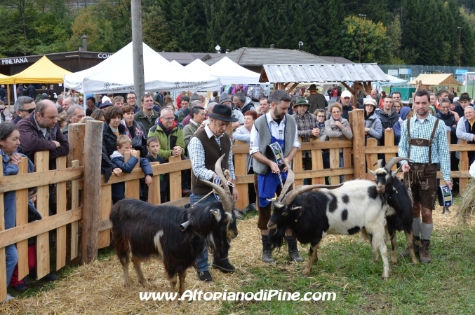 7°  esposizione Capra Pezzata Mochena - Centrale di Bedollo 2013